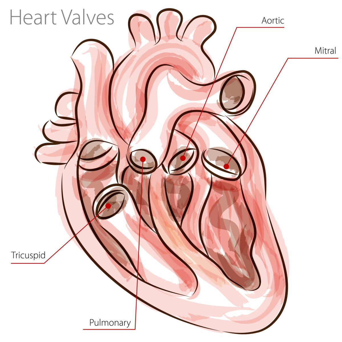 The Four Heart Valves Dr Peter Mikhail